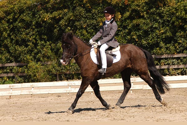 Dressage_ludico